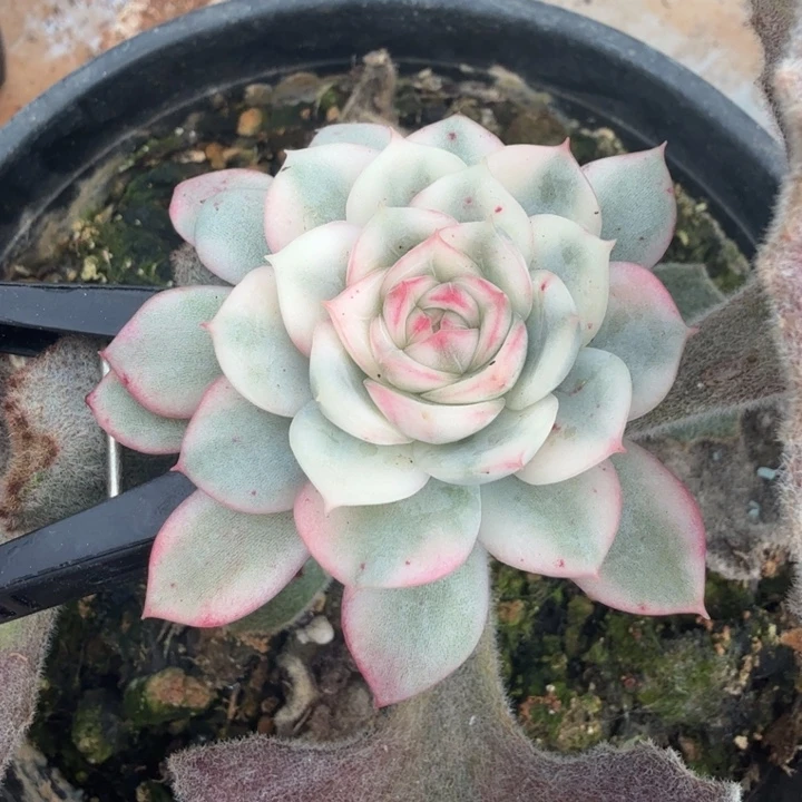 韩水晶腹轮锦一刻的