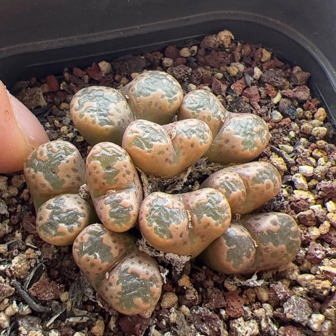 大家初三快乐23111