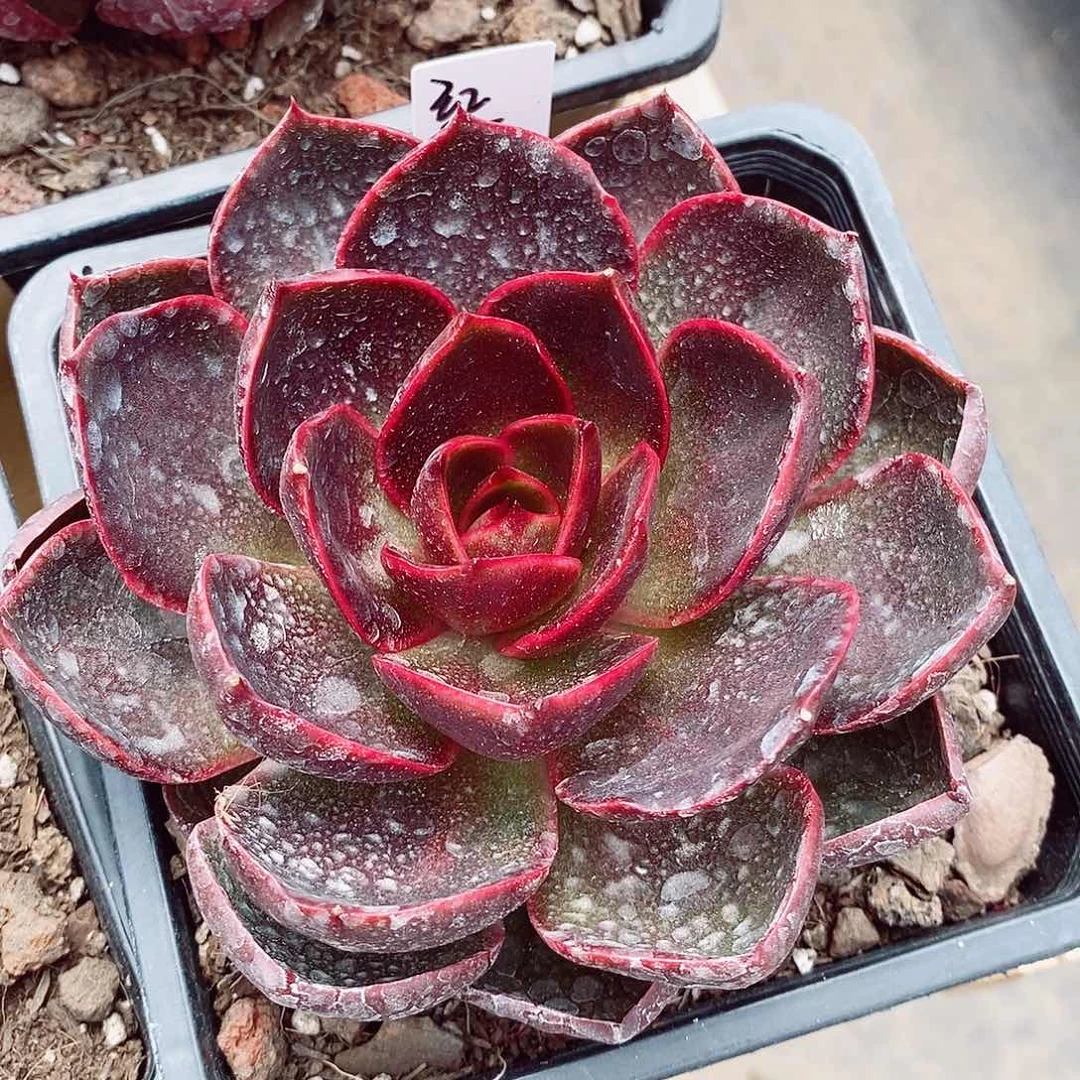 红灯11cm多肉植物