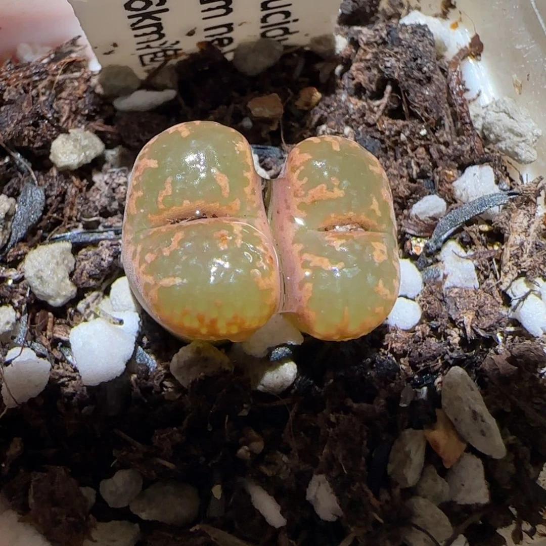 肉锥多肉植物百科-泡泡勋850