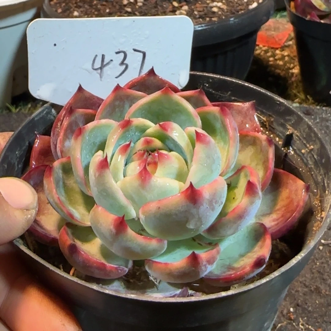 惊鸿一物一拍包装收缩花旱437