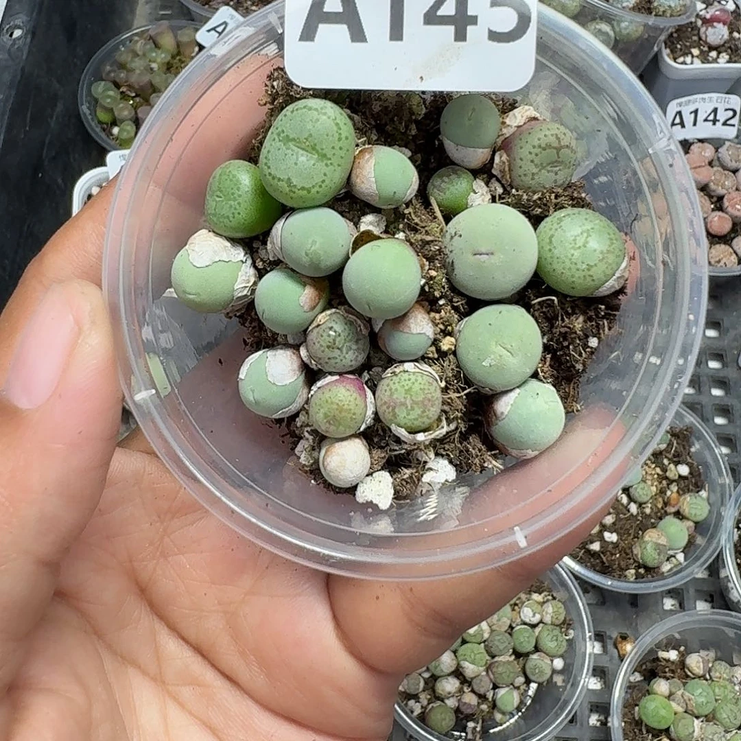 145多肉植物多肉植物