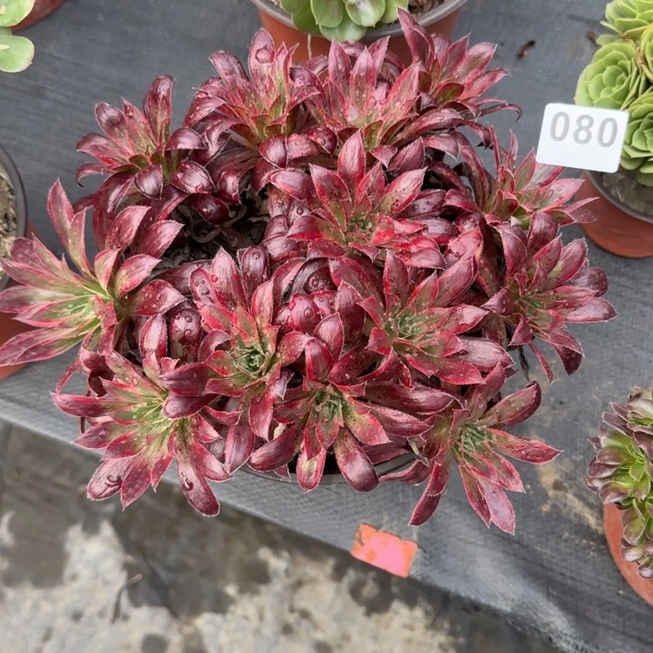 秋***3多肉植物孔雀080号