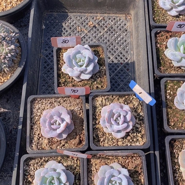 @***麻80 90 1 91 87多肉植物