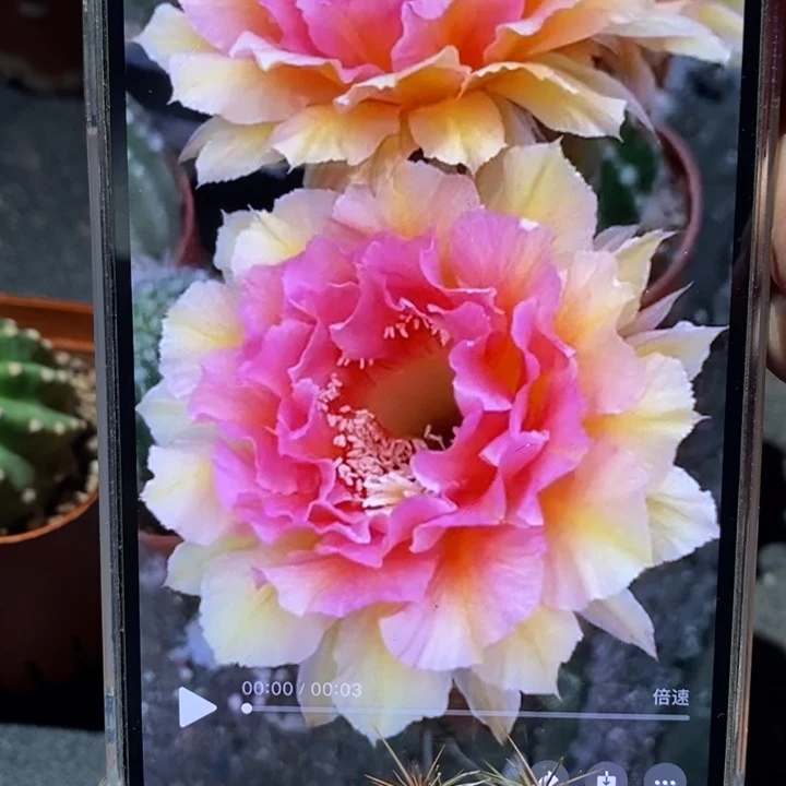 香香42号侧芽3.5公分左右