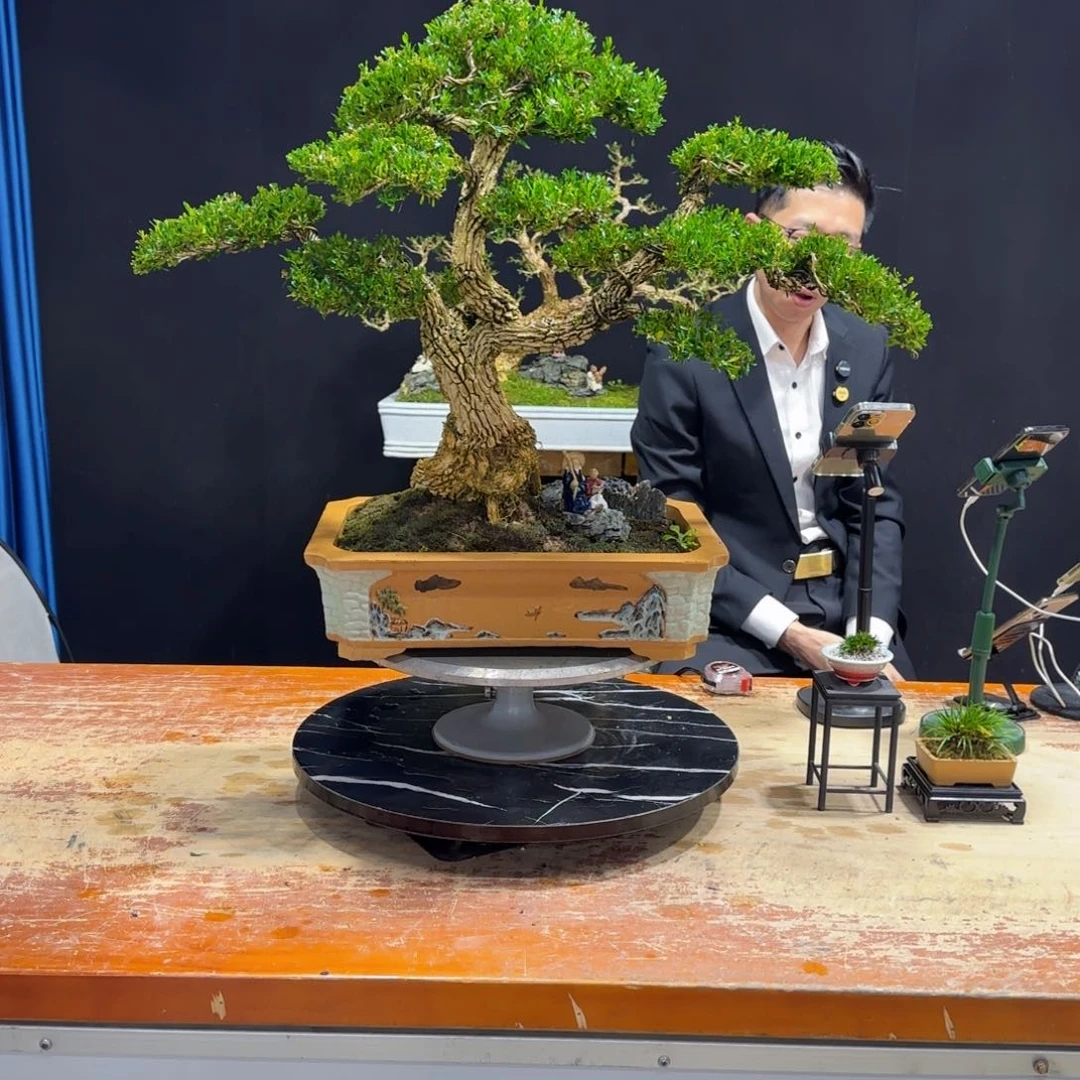 紫*寒黄杨室内室外盆景艺术