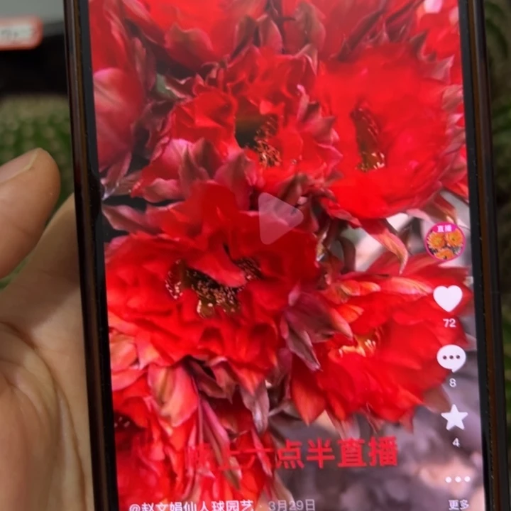 仙人球侧芽歪cc287