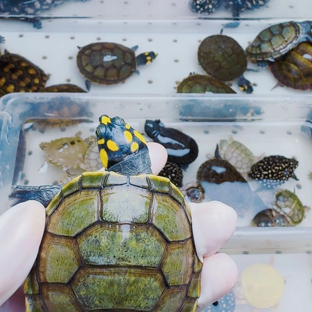 L***…母绿毛龟222222222