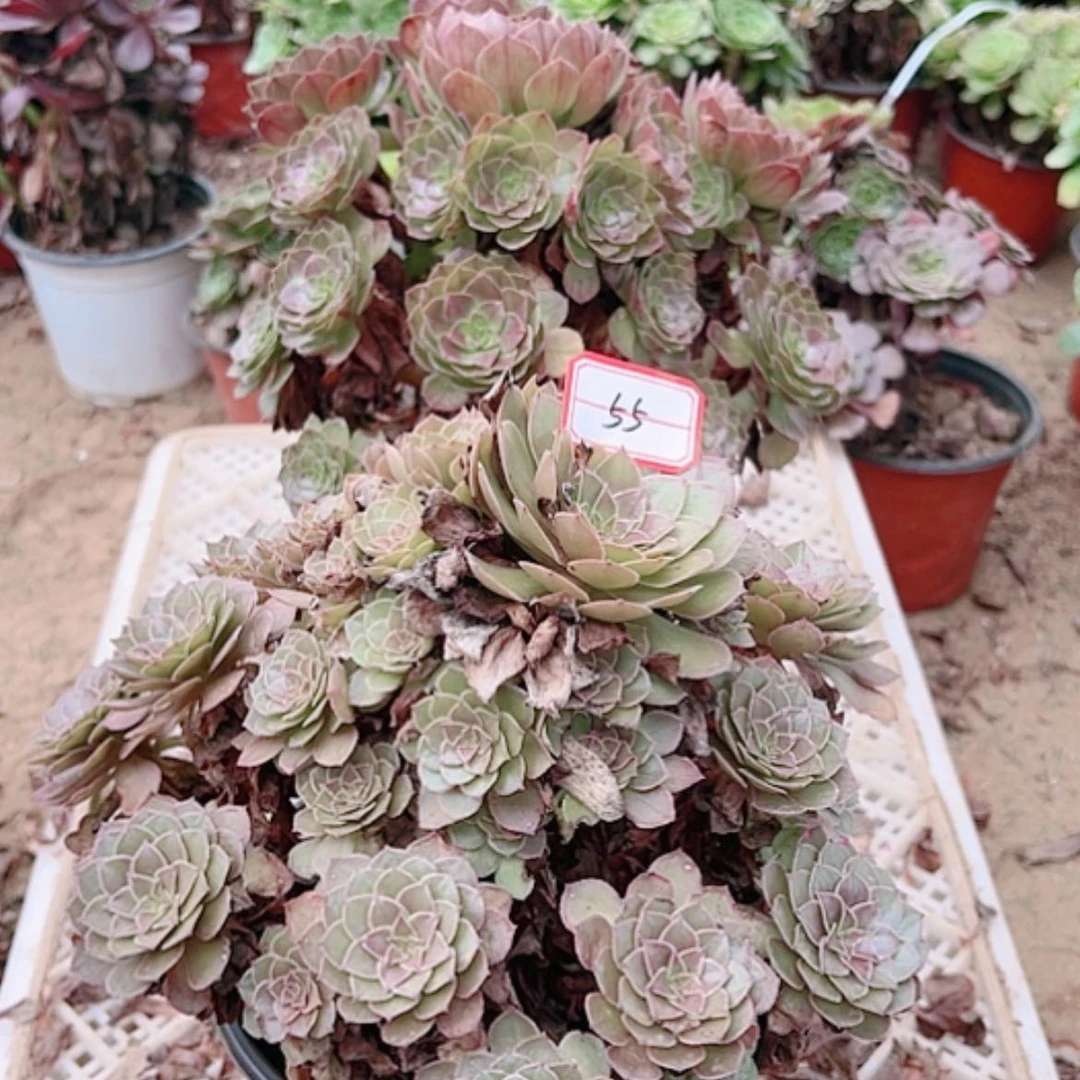 【闪购商品】无花朵55号套餐2颗多肉植物