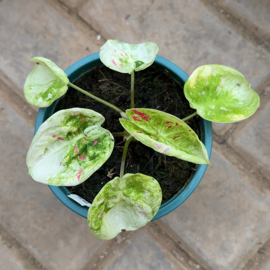 泰国彩叶芋51-1128