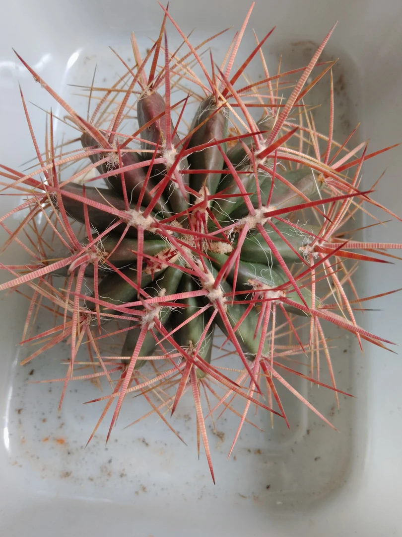 红刺金虎，实生仙人球，带刺直径17-18cm左右，开红花多肉