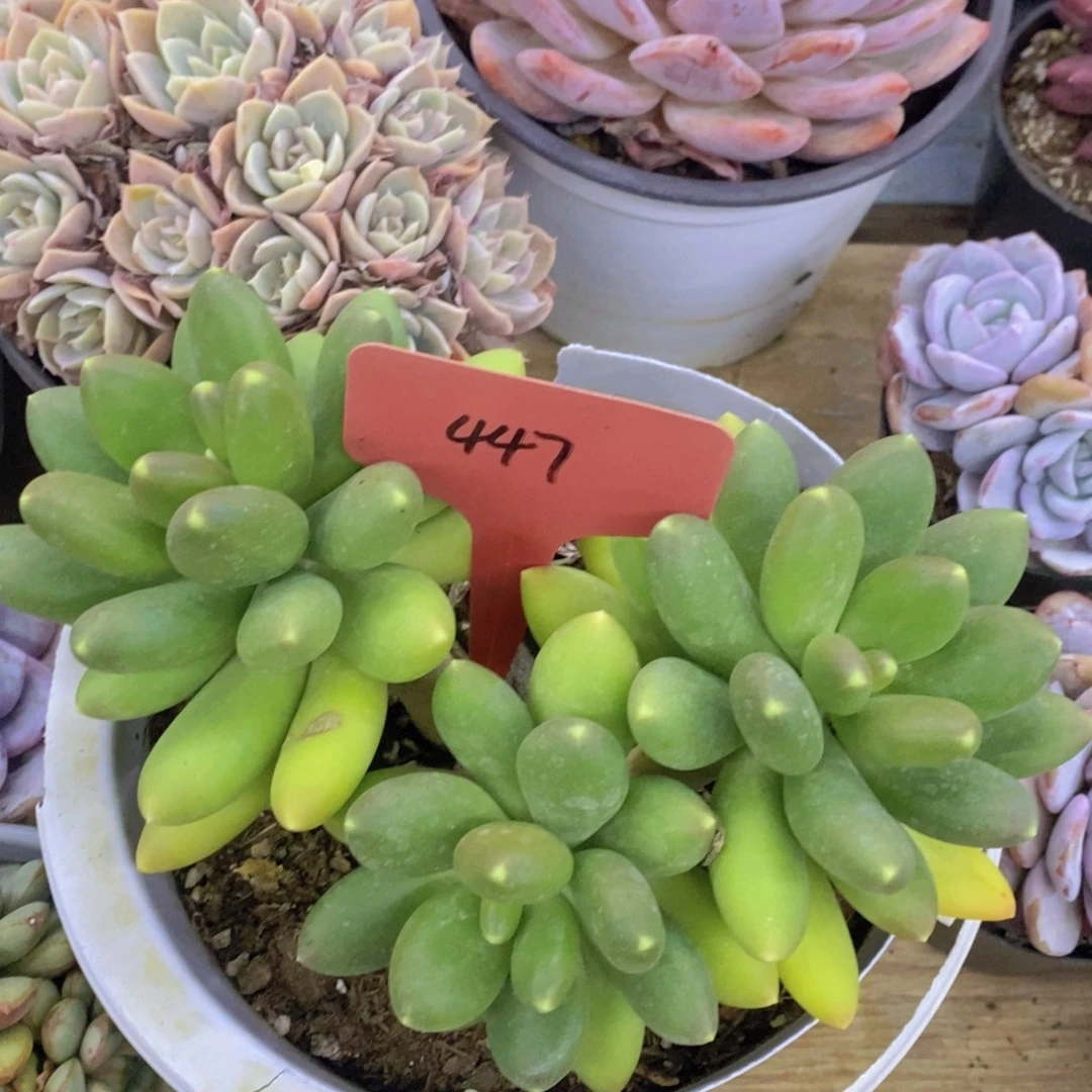 开心多肉，福利专场