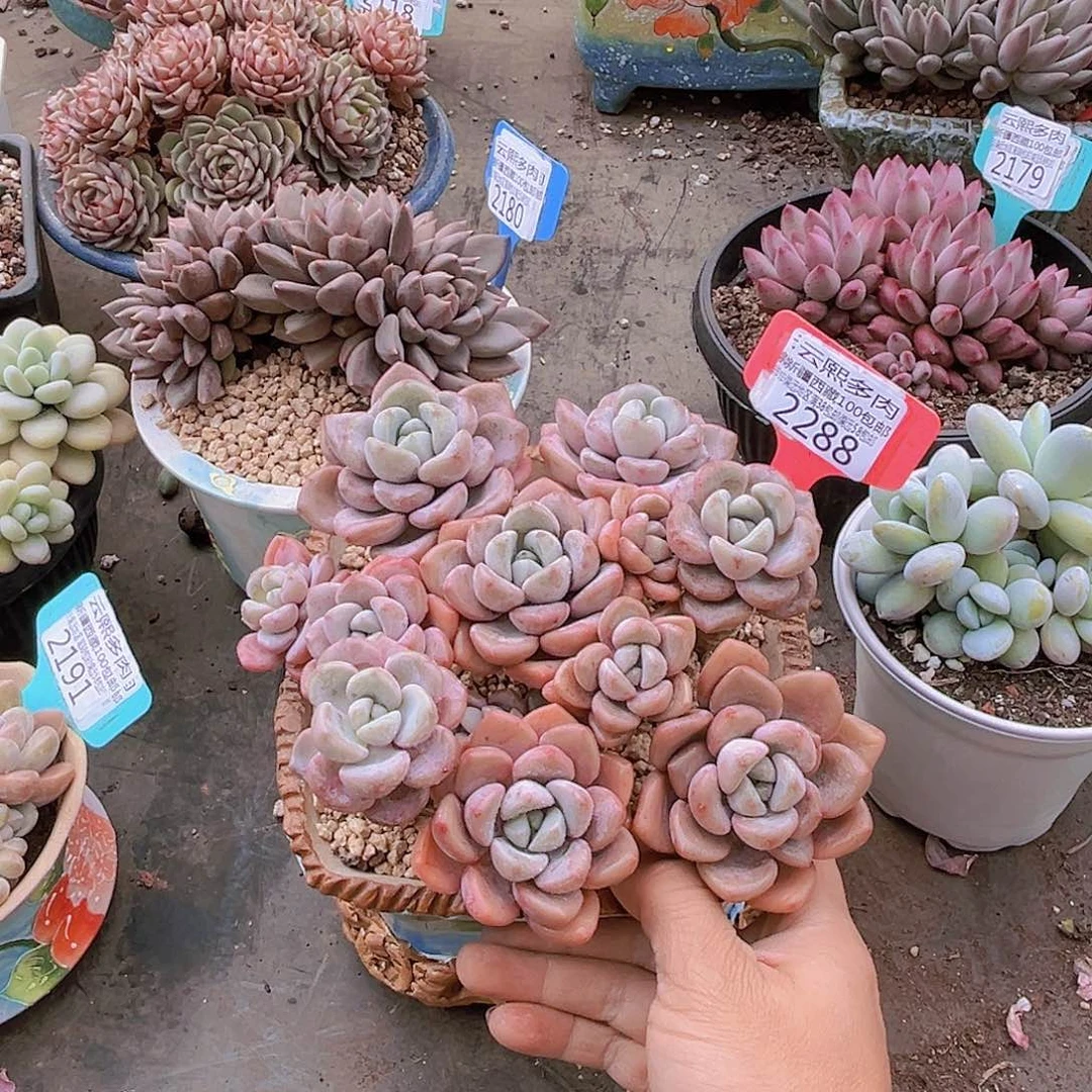 心****师2288白鹭。