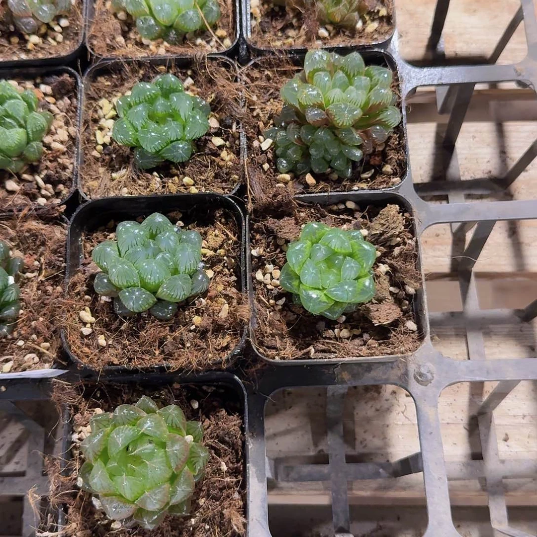 直播福利一物一拍14