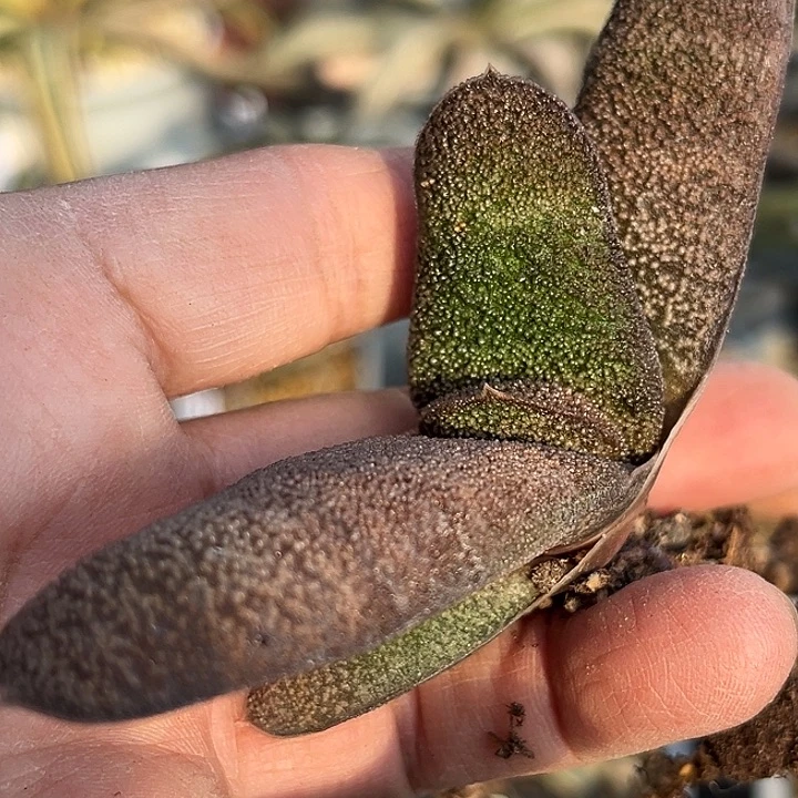 春**开脱土发货111111111