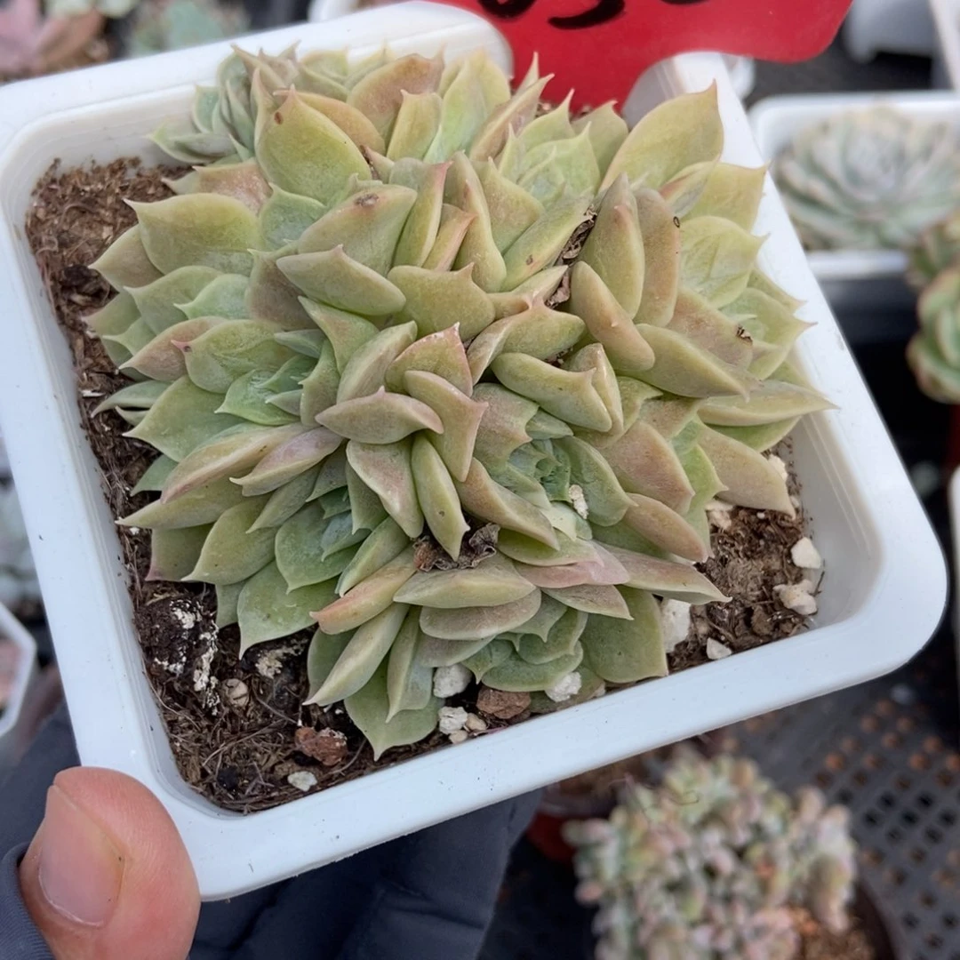 650盎司诺多肉植物