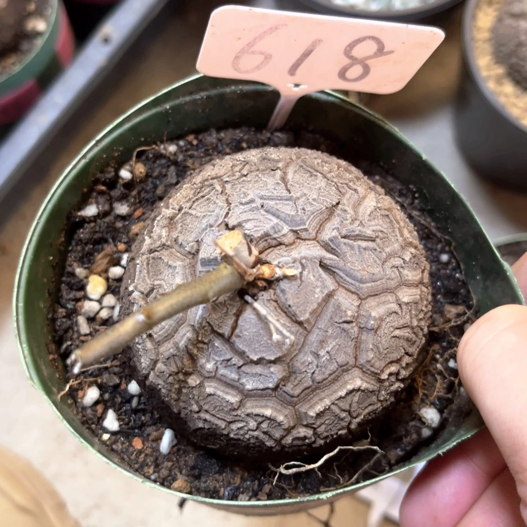 w*y618龟甲龙5856888