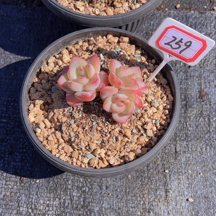 哥***仙美肉一物一拍259号