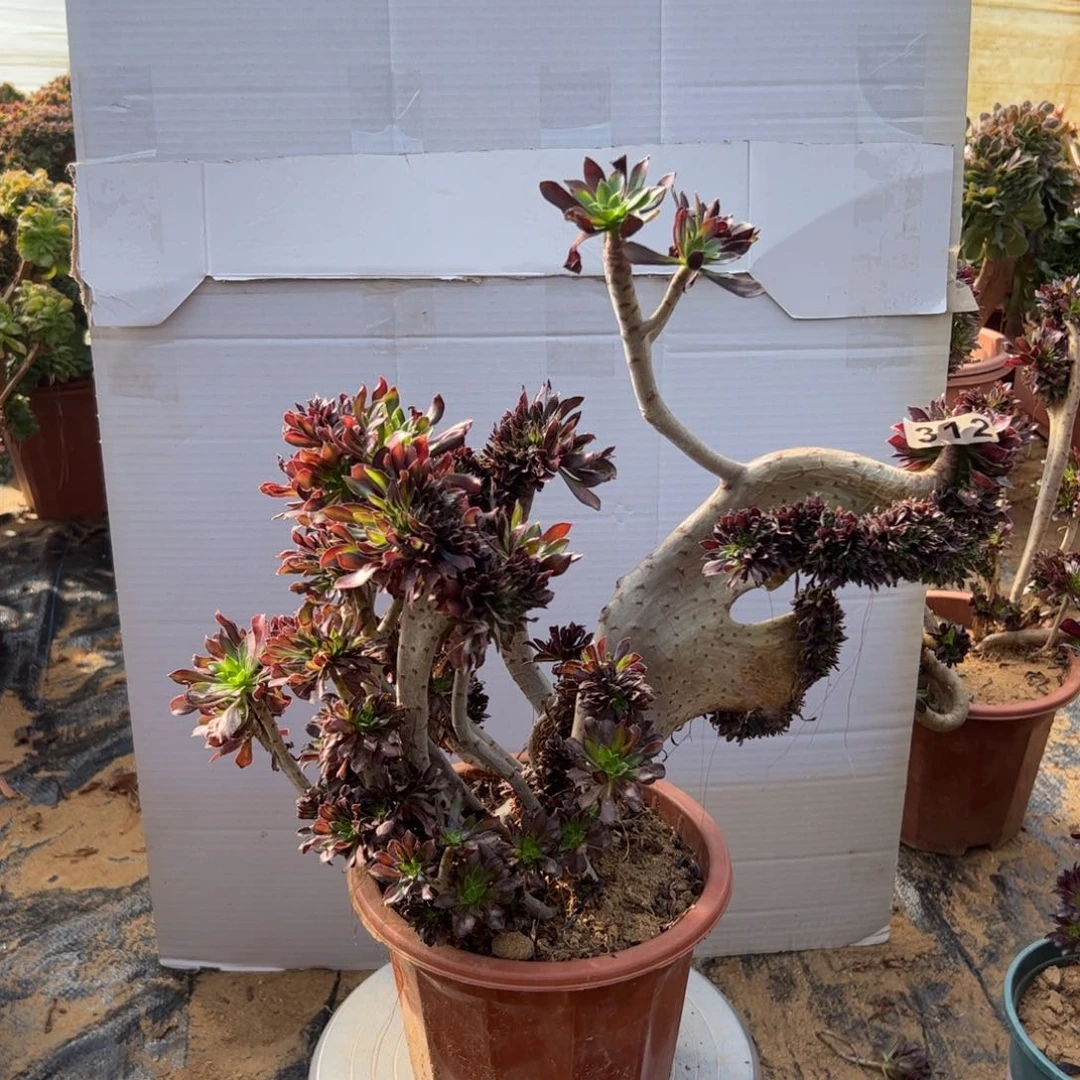 黑**咪有伤黑缀312官府38