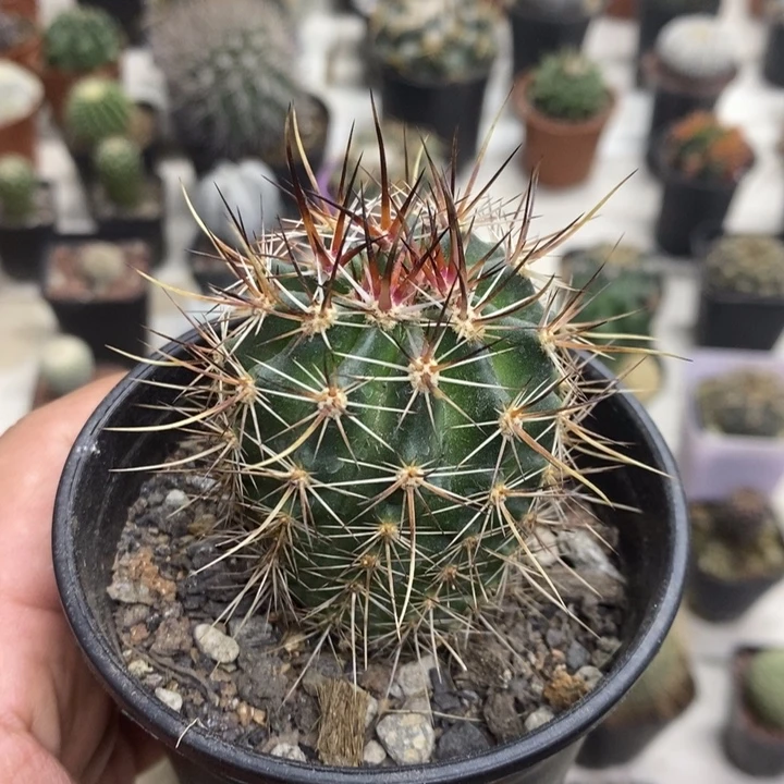 实生幻虾特价福利