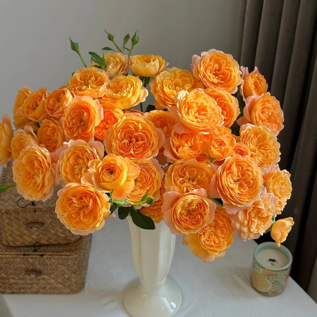 【云舍花卉】【果汁阳台】多头玫瑰全场鲜花任意满2单鲜花及以上包邮