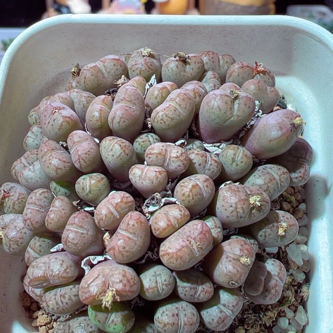 1222-293多肉多肉