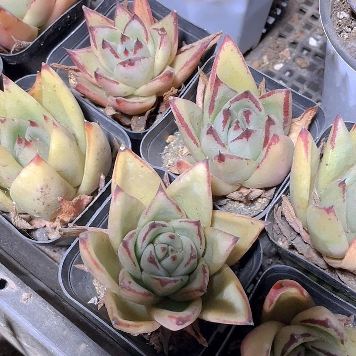 6.5方大乌木带盆土发