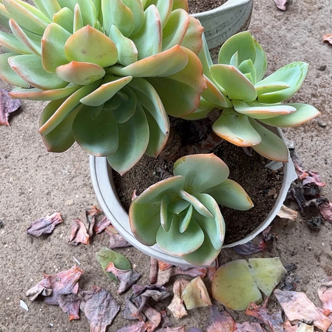 【闪购商品】无花朵风**暖