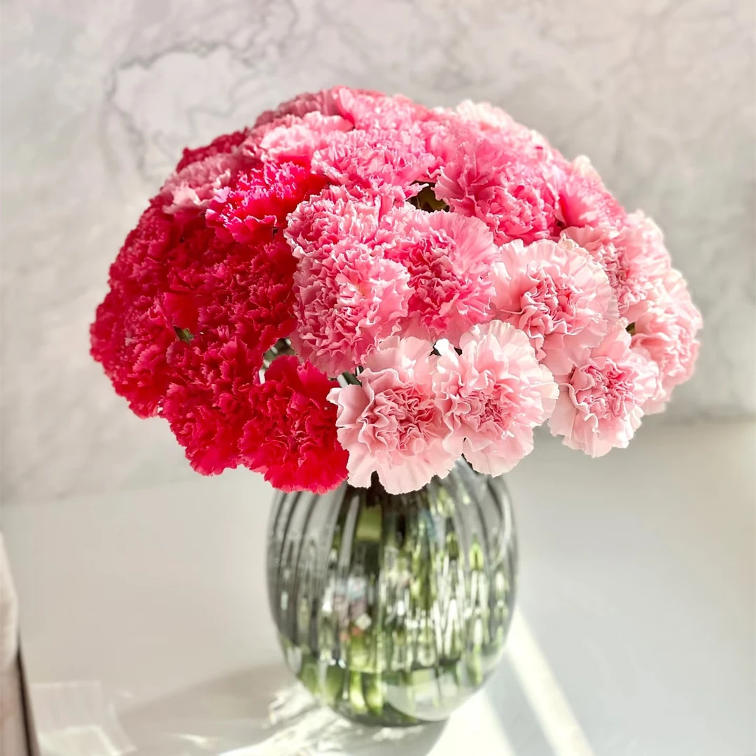 红粉康乃馨10枝鲜花生活鲜花（今天下单明天到 全场任意两单包邮到家）