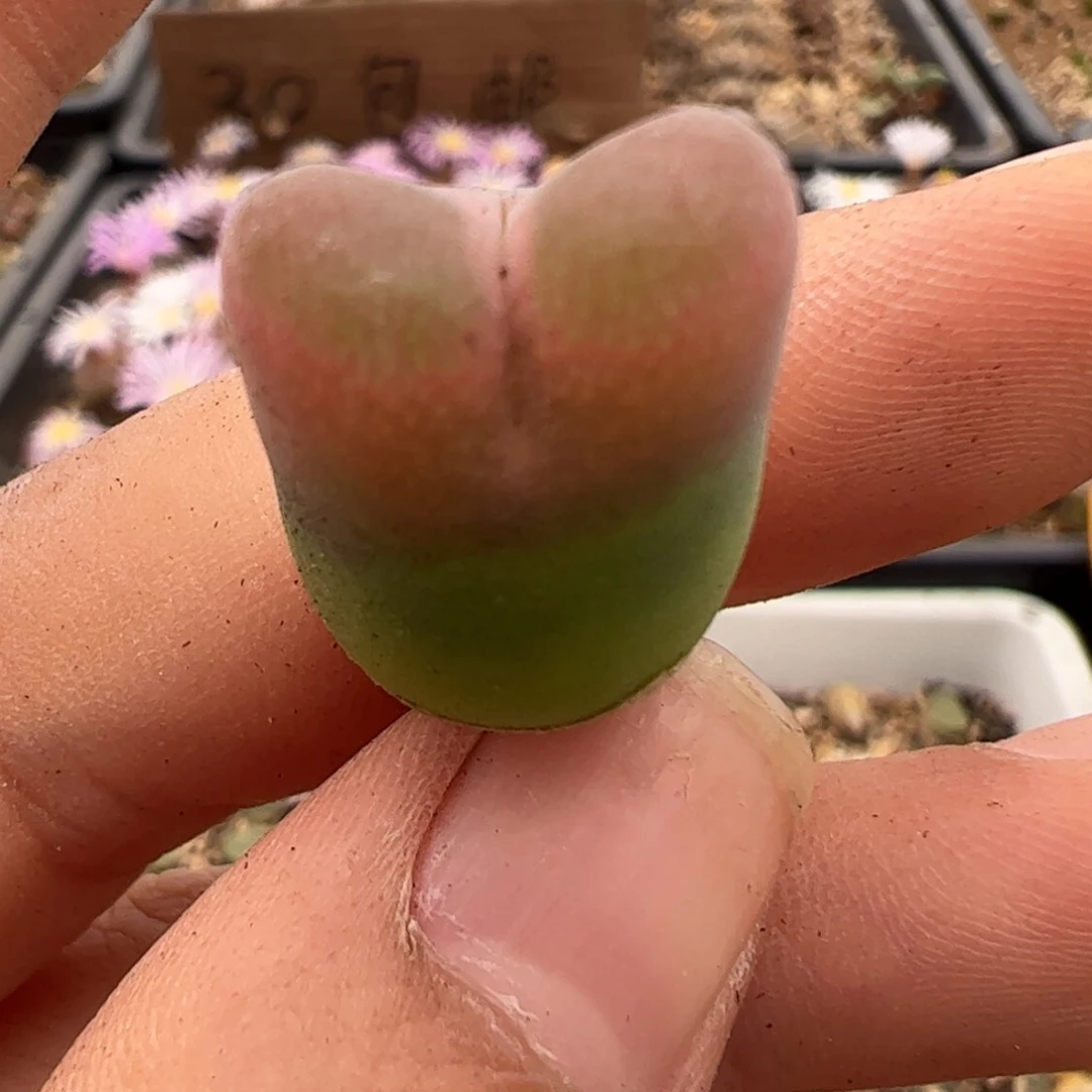 870 好看的多肉冲冲冲