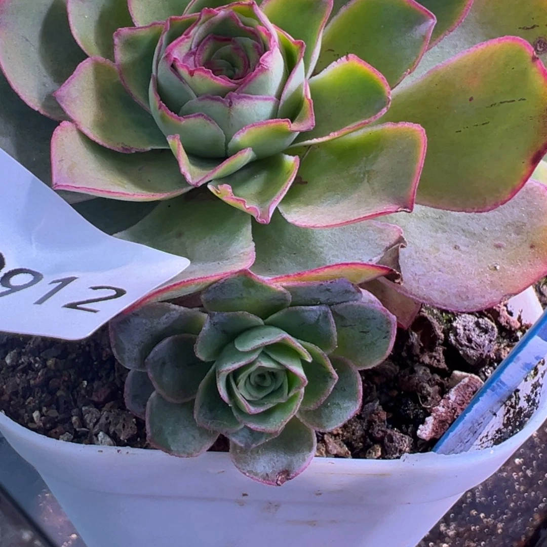 陈陈杨杨912潘系白龙一代侧芽