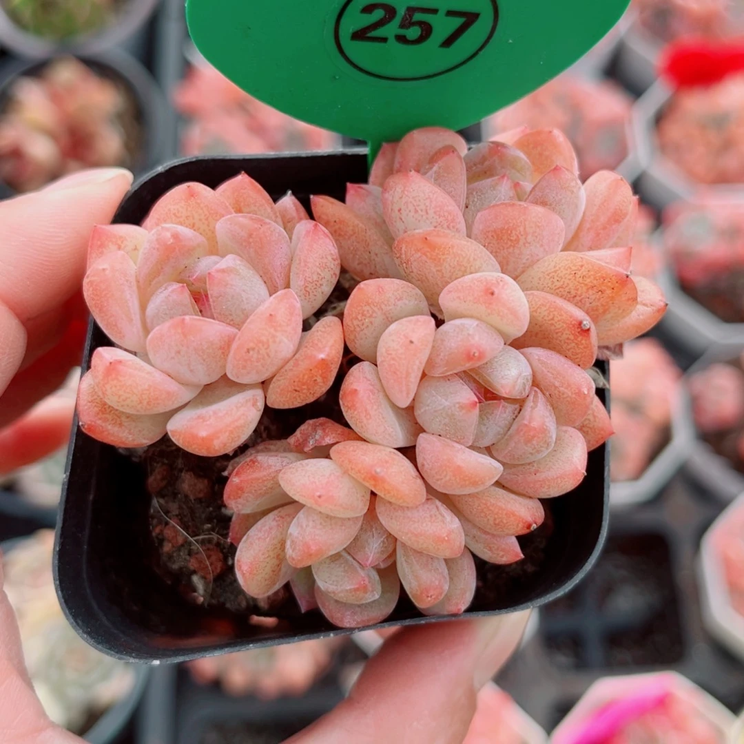 257号小老桩糖心群