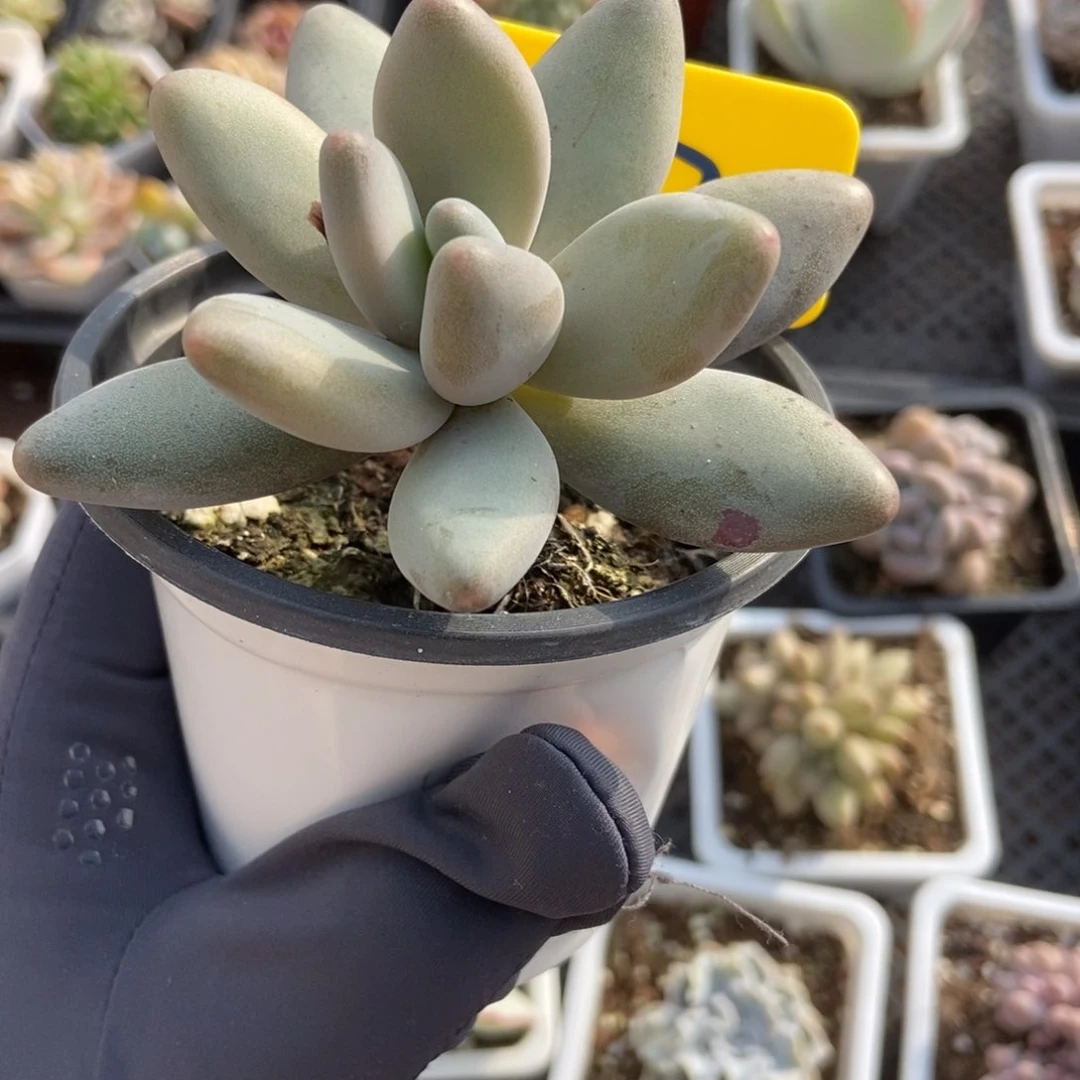 642白兰地多肉植物保护