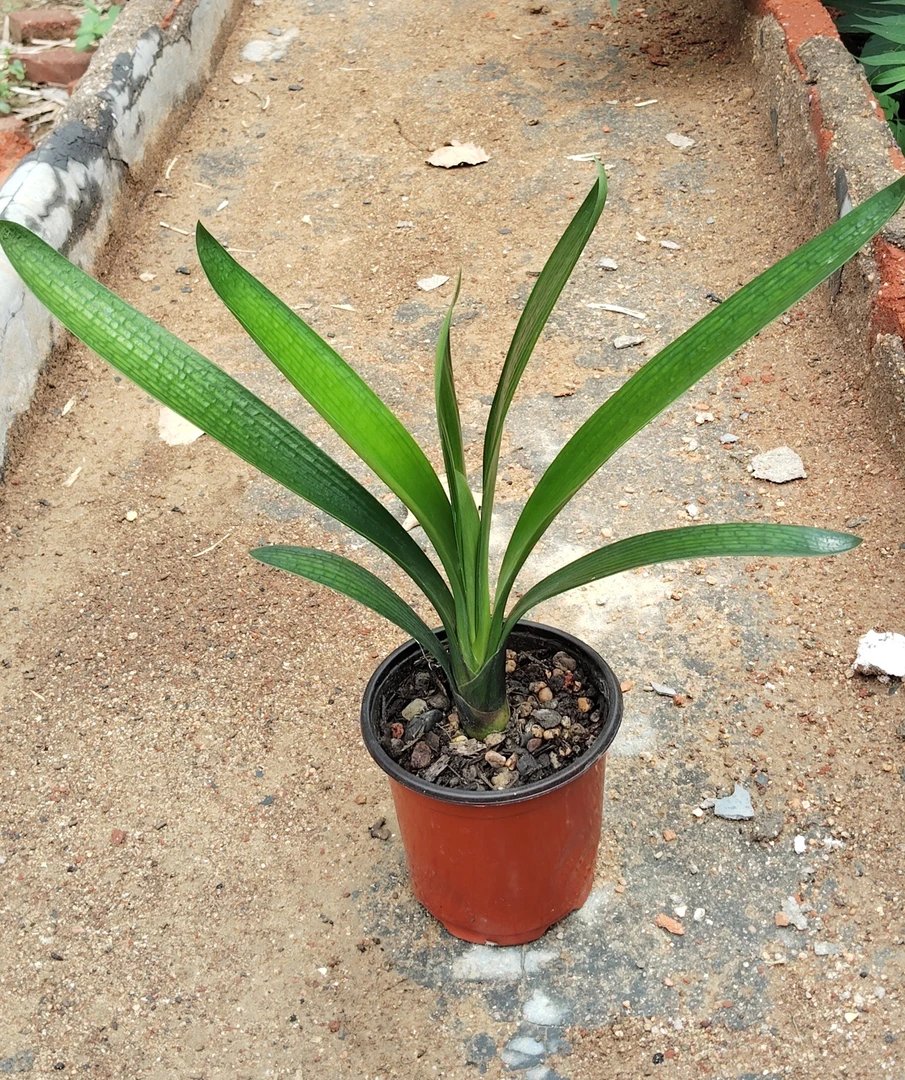 技师君子兰大苗兰花室内高档花开半夏君子兰盆栽花卉客厅盆栽苗