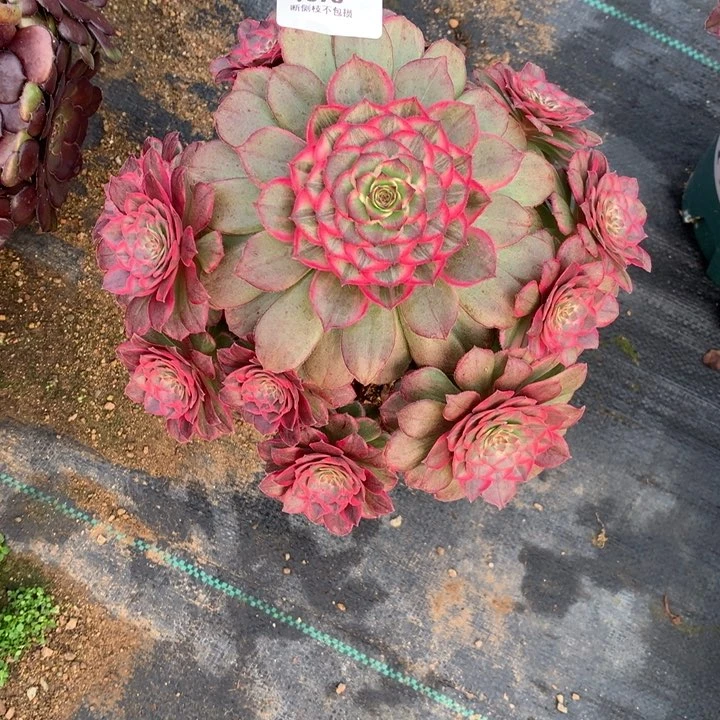 1396莲花座多肉植物