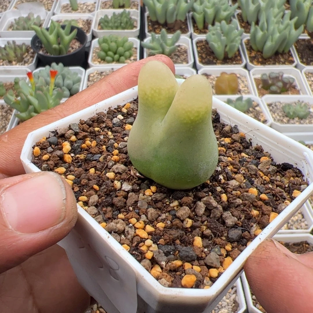 10.19毛毛多肉植物558