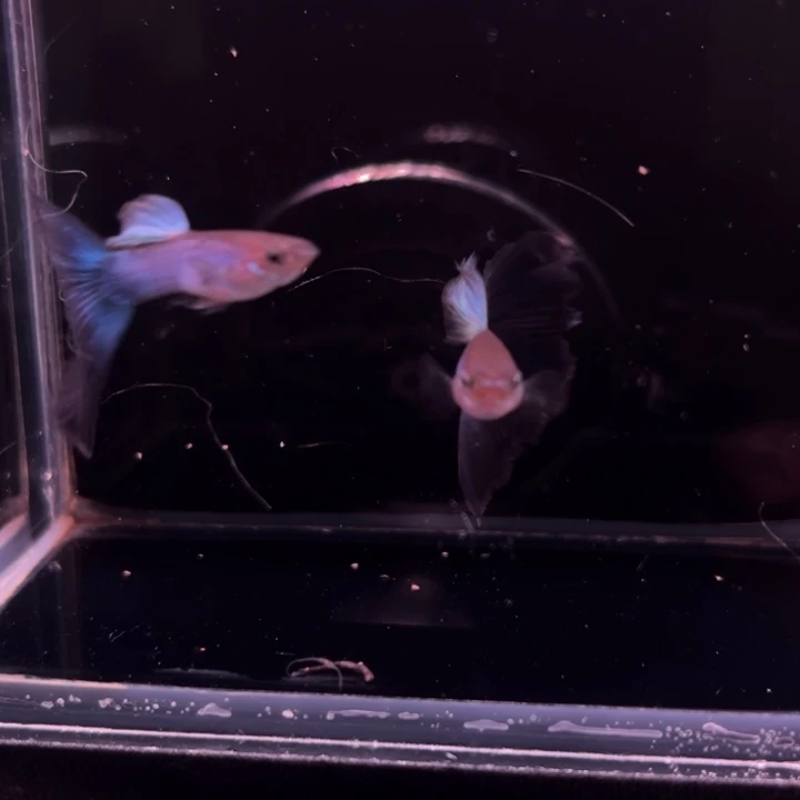 光***，孔雀鱼莫斯科绿公2条