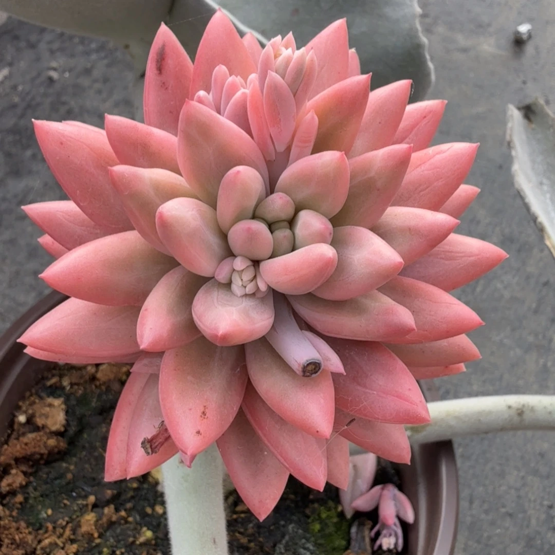 双头红蜻蜓 安吉园艺