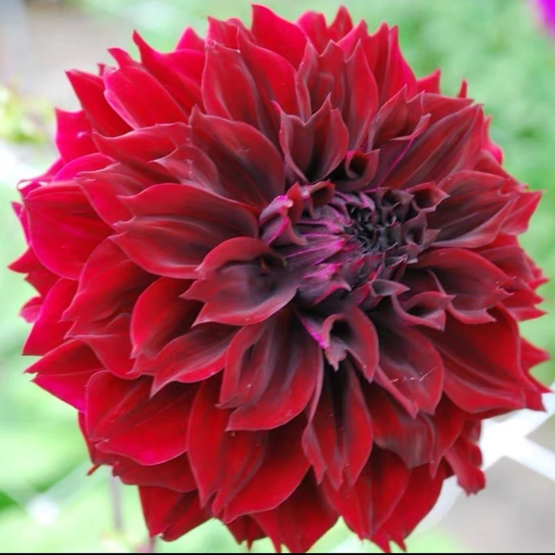 直播花卉大丽花种球百合多年生花卉室内庭院阳台大丽花红白飘雪