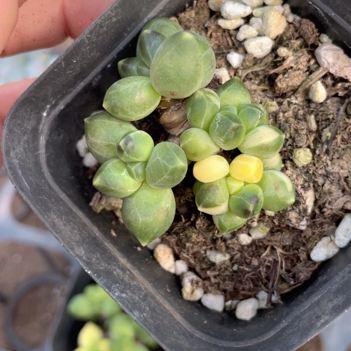 一物一拍千代田锦满18