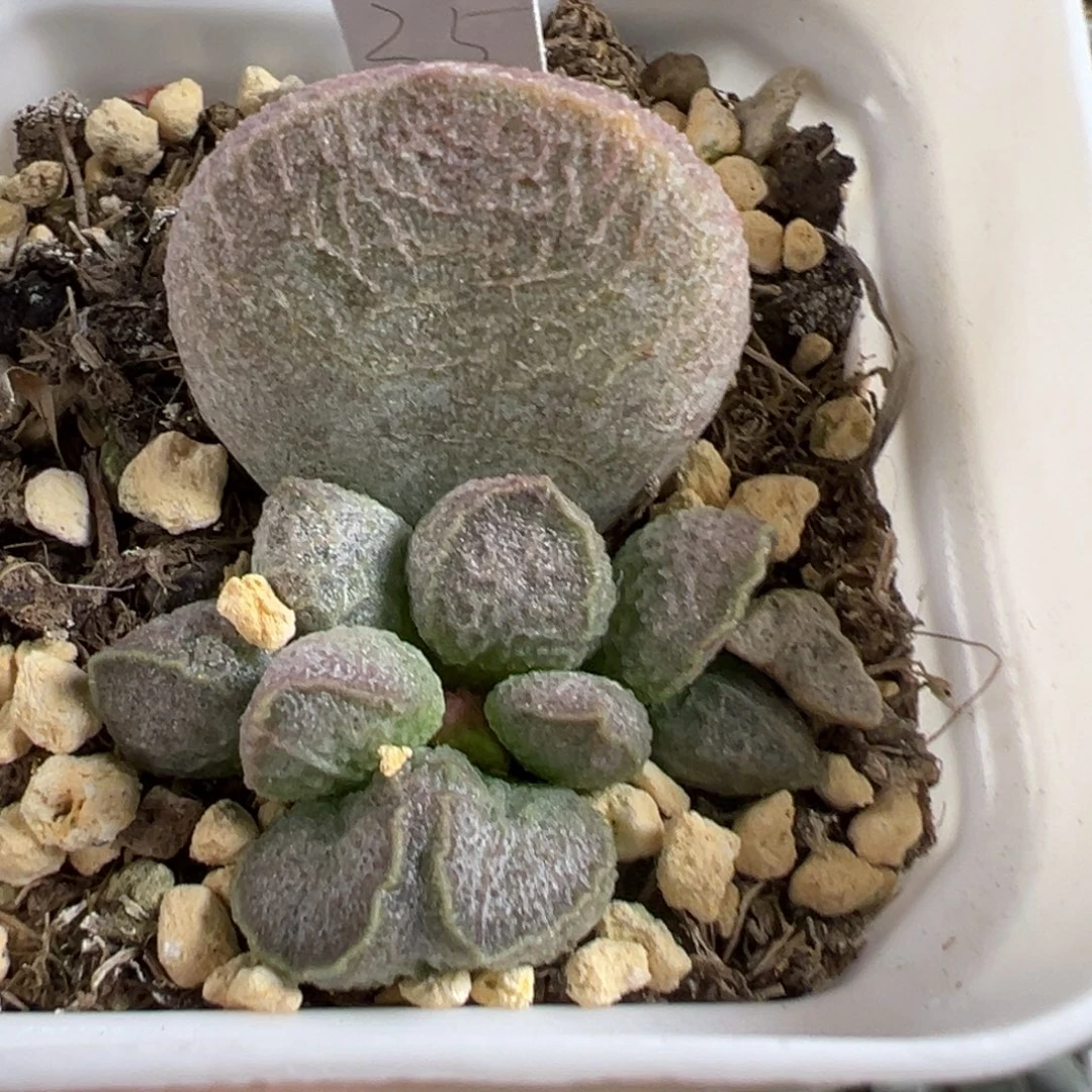 实生新品大苗多肉植物水泡多肉植物