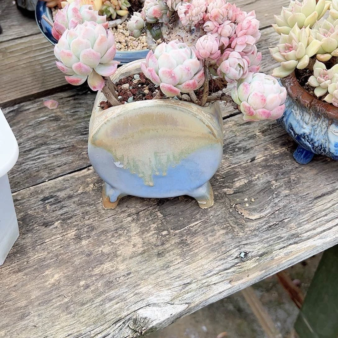 拉*哥贝瑞缀多肉植物脱土