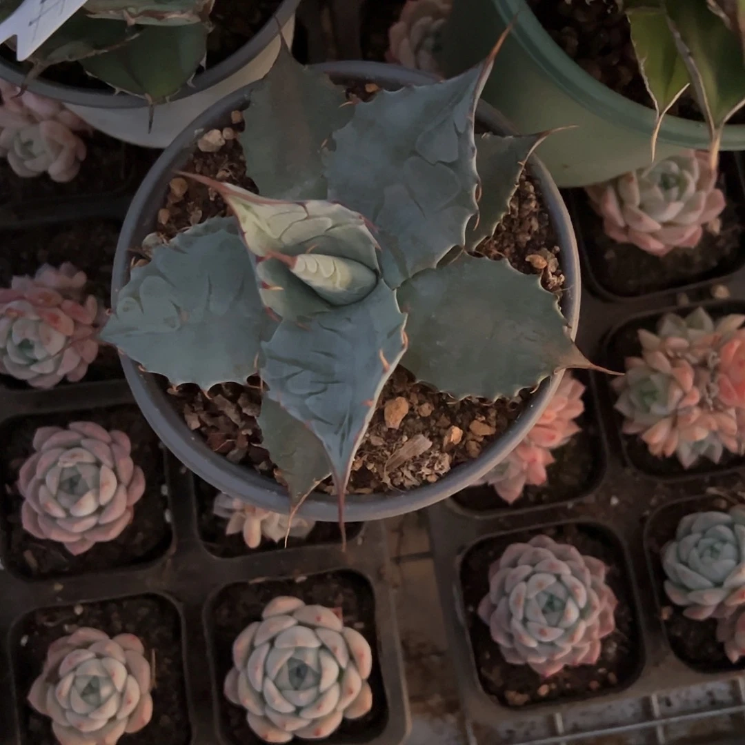 精品龙舌兰一物一拍