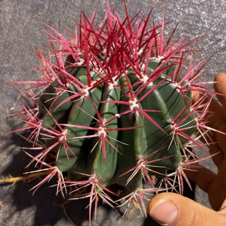 墨西哥精品红虎大福利98