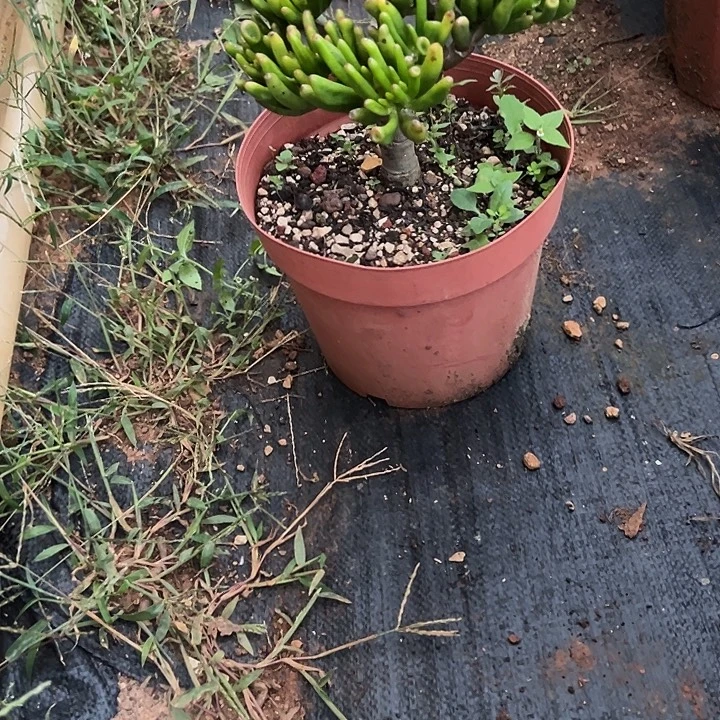 蛋***妈多肉植物实物直播实物70