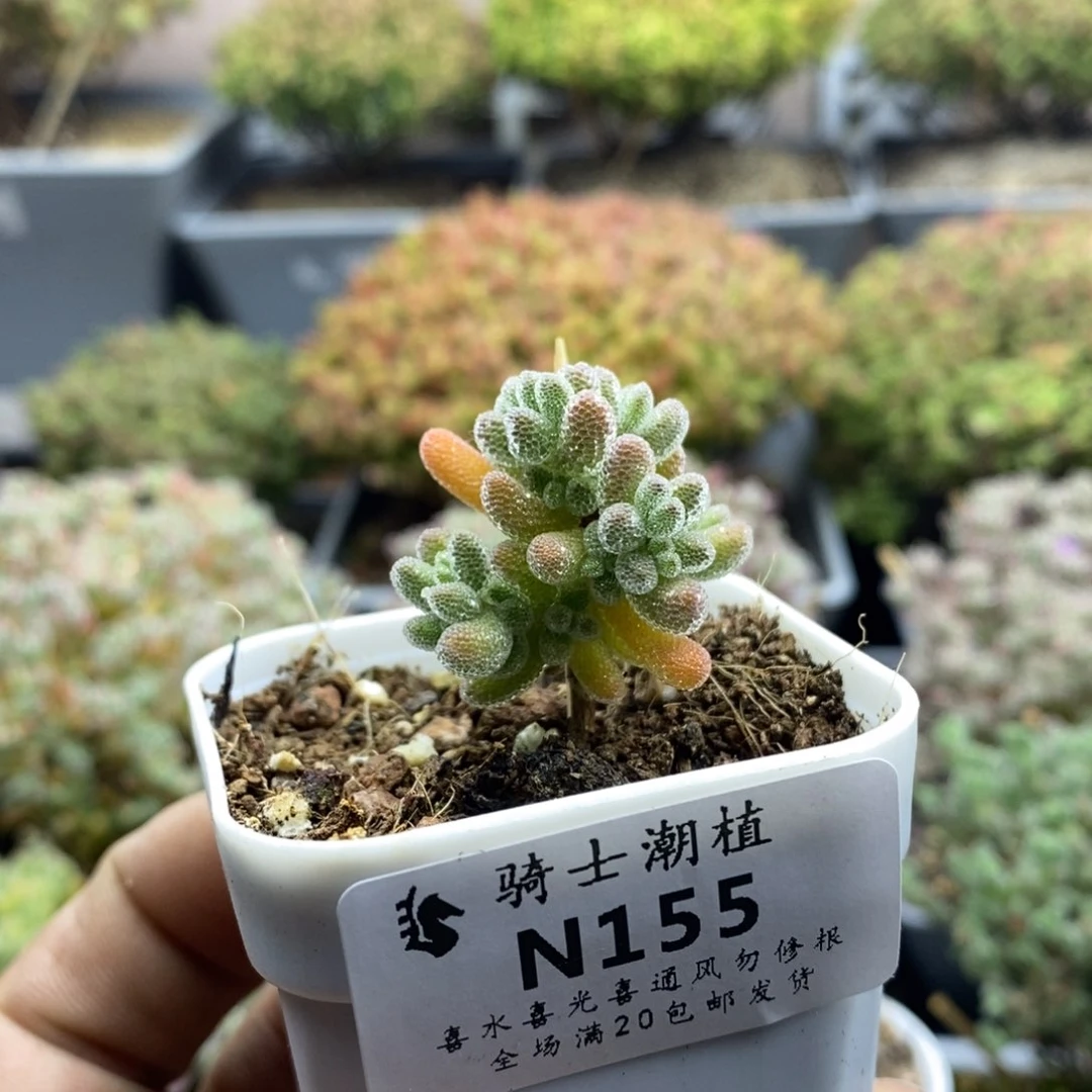 155优选冰晶枝干