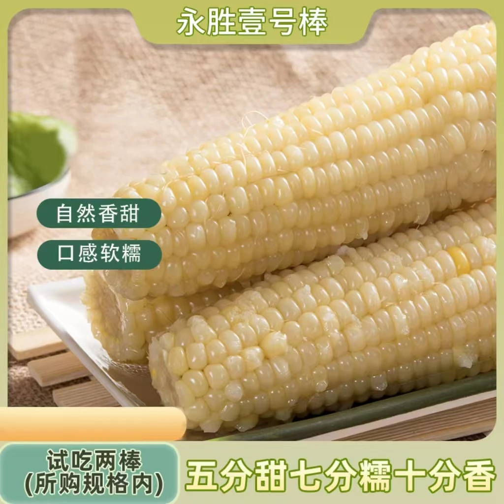 【永胜壹号棒】当季东北白糯玉米280g*8根/260g×8根