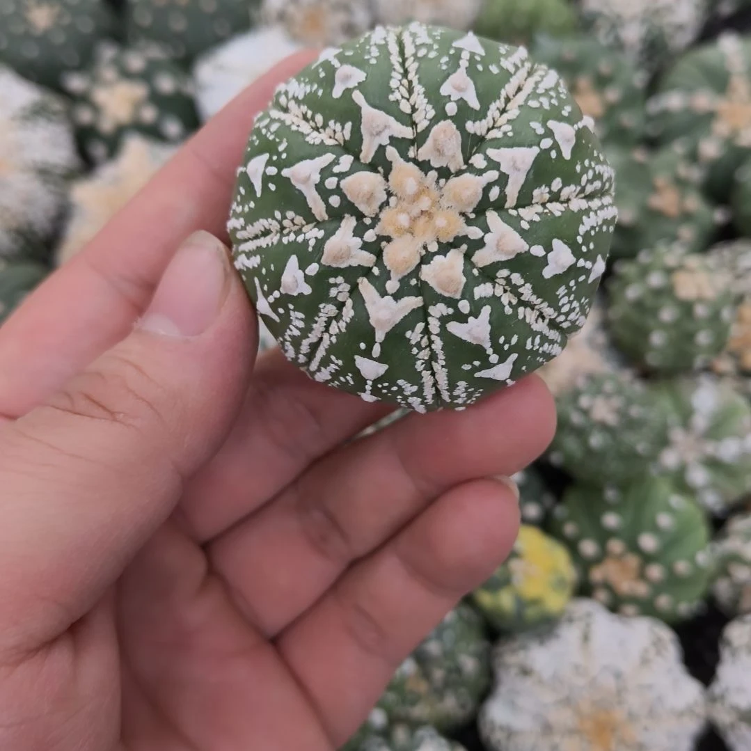 海星腿连线美纹V兜兜