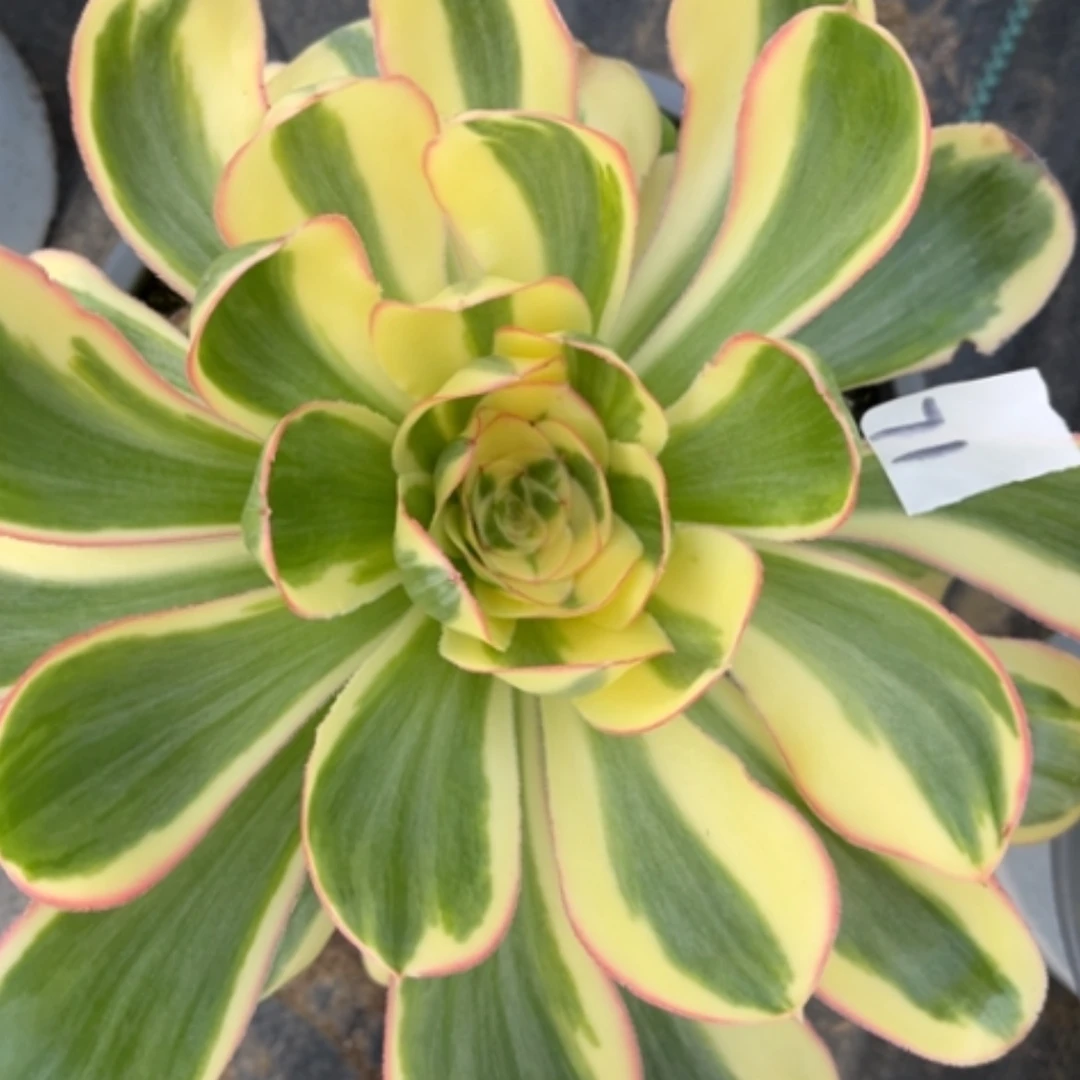 【闪购商品】71艳姿锦多肉法师