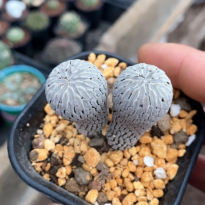 孤品自根苗接精巧丸砍头实生品相福利炸